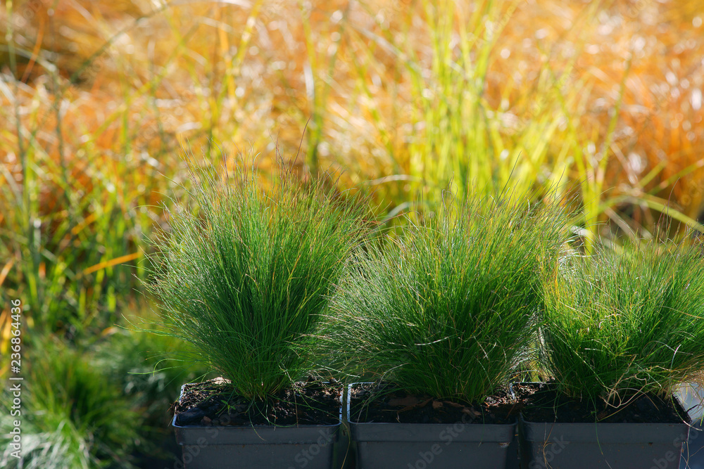 Obraz premium Festuca Walberla