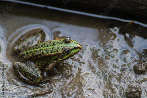 Green littlefrog sitting in the mud in the water
