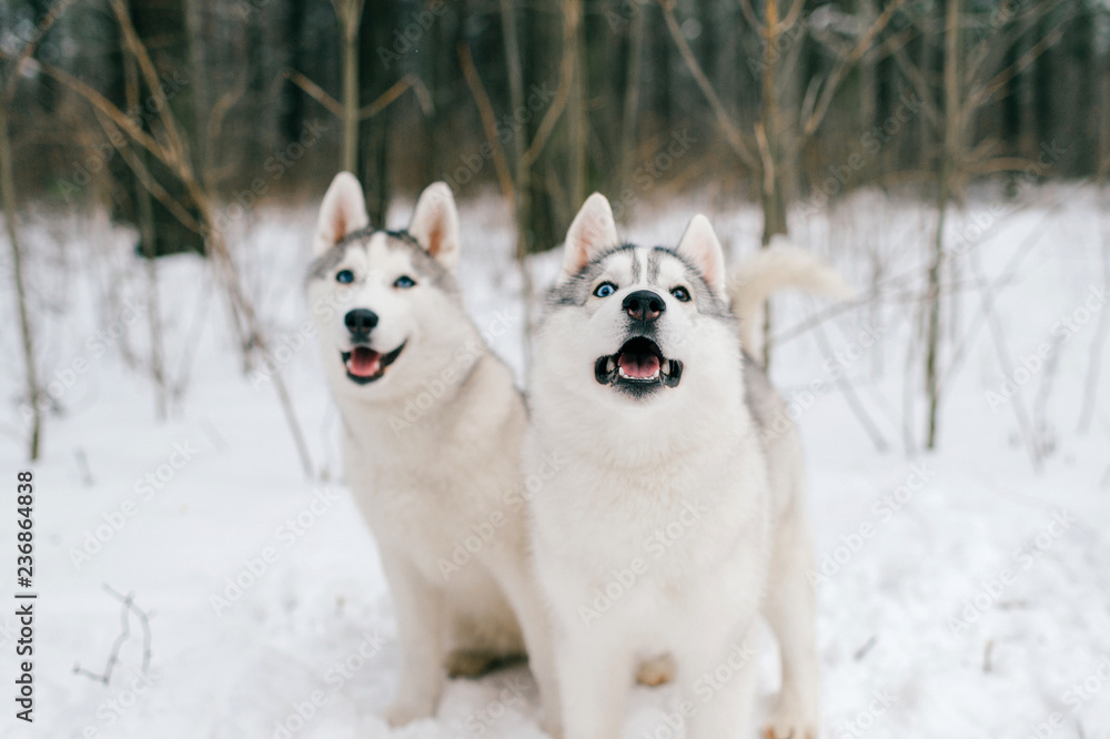 Two syberian husky puppies with multicolored eyes playing together in snow. Beautiful breeding white funny dogs walking in winter forest. Domestic animals friendship. Animals relationship. Pet family Two syberian husky puppies with multicolored eyes playing together in snow. Beautiful breeding white funny dogs walking in winter forest. Domestic animals friendship. Animals relationship. Pet family
