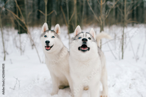 Two syberian husky puppies with multicolored eyes playing together in snow. Beautiful breeding white funny dogs walking in winter forest. Domestic animals friendship. Animals relationship. Pet family © benevolente