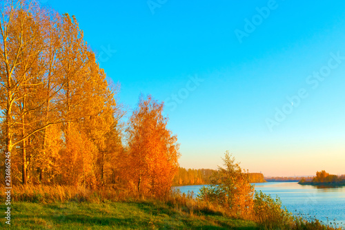 Autumn vegetation on the river bank. Kostroma  Russia.