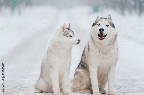 Winter portrait of lovely couple of syberian husky puppies standing on snowy road. Cute breeding male   female white dogs in love. Beautiful domestic funny pet family. Pair of playful animals friends