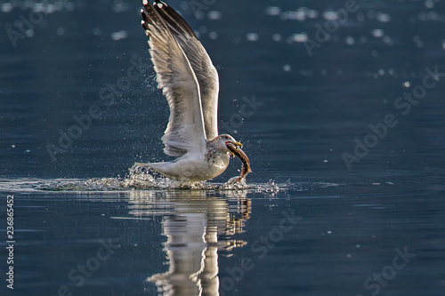 Seagull starts to fly off with fish.