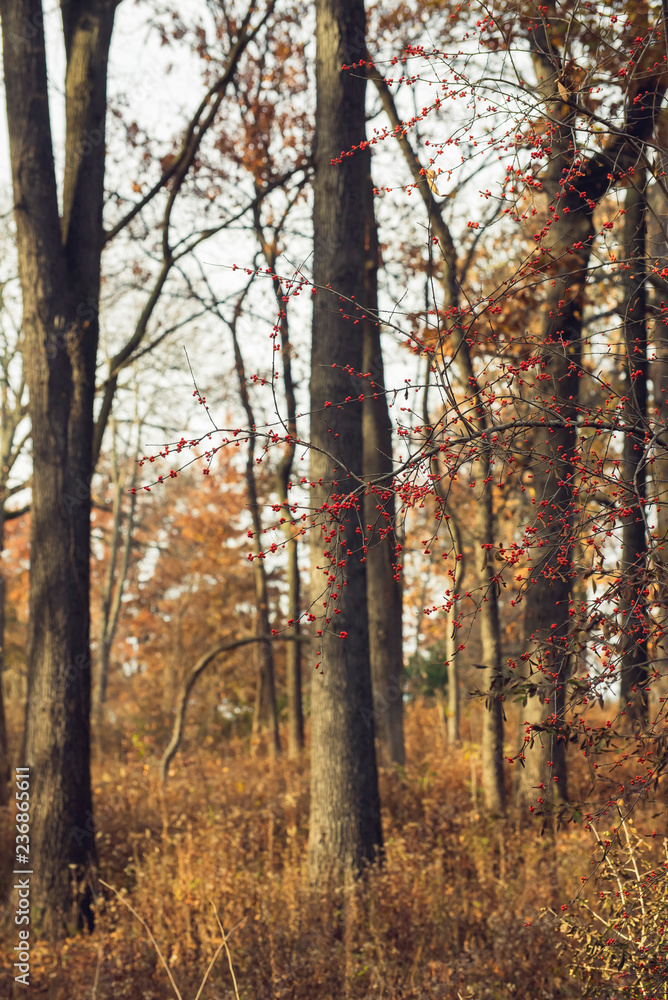 Obraz premium red berries on a tree in a forest in the winter