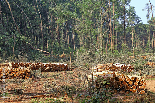 Quadro su tela Stacks of peeled tree trunks received from clear cutting forest trees in Kerala,