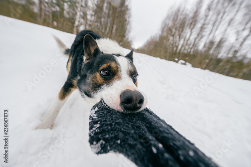Funny angry crazy dog pulling owner hand on winter  snowy road. Domestic breeding pet playing with wool glove outddor. Wild animal biting. Strong powerful dog roaring. Hunting dog humorous muzzle. © benevolente