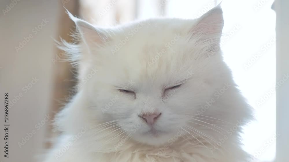 old white fluffy is sleeping cat portrait. old beautiful white cat sitting by the window of the house lifestyle closed her eyes old white fluffy is sleeping cat portrait. old beautiful white cat sitting by the window of the house lifestyle closed her eyes