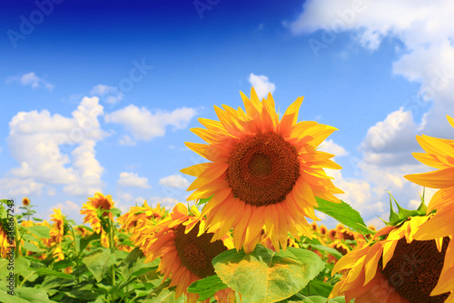 Fototapeta Naklejka Na Ścianę i Meble -  Beautiful sunflower against blue sky