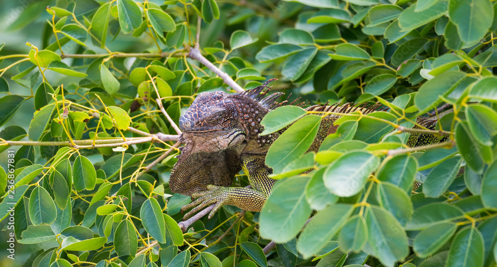 Green Iguana  (Iguana iguana) takes refuge and a nap on a tree branch, shelters from the heat of the sun.