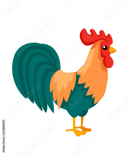 Farm cock cartoon design. Colorful farm animal bird. Flat vector illustration isolated on white background
