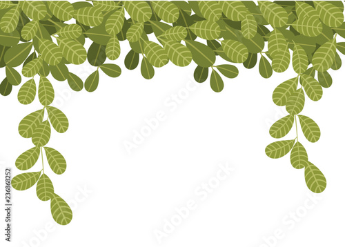 Hanging climbing vines with green leaves. Flat leaves hanging down. Floral pattern. Vector illustration on white background