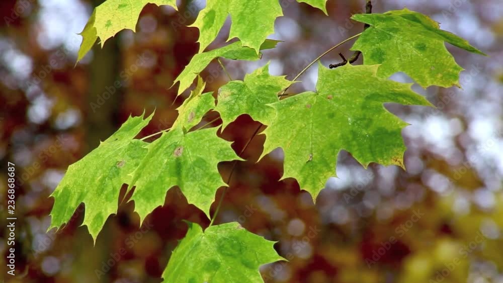 grüne Blätter am Ahornbaum, Ahorn im Herbst, full HD 1080p Video Footage grüne Blätter am Ahornbaum, Ahorn im Herbst, full HD 1080p Video Footage