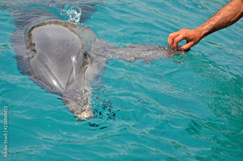 The rescued smiling dolphin holds its flippers with human hands. Sea dolphin Conservation Research Project in Eilat, Israel. saving animals, trusting and friendship people in dolphin reef. photo
