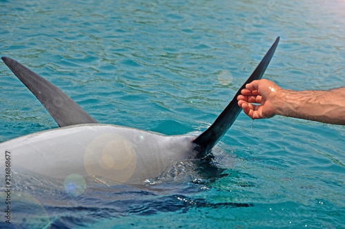 Tableau sur toile The rescued smiling dolphin holds its flippers with human hands
