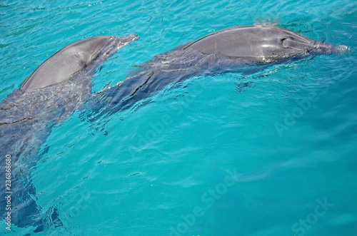 two friends of the dolphin are dancing under the water in Red Sea, sunny day with playful animals, Conservation and protection of animals in Dolphin Reef in Israel.