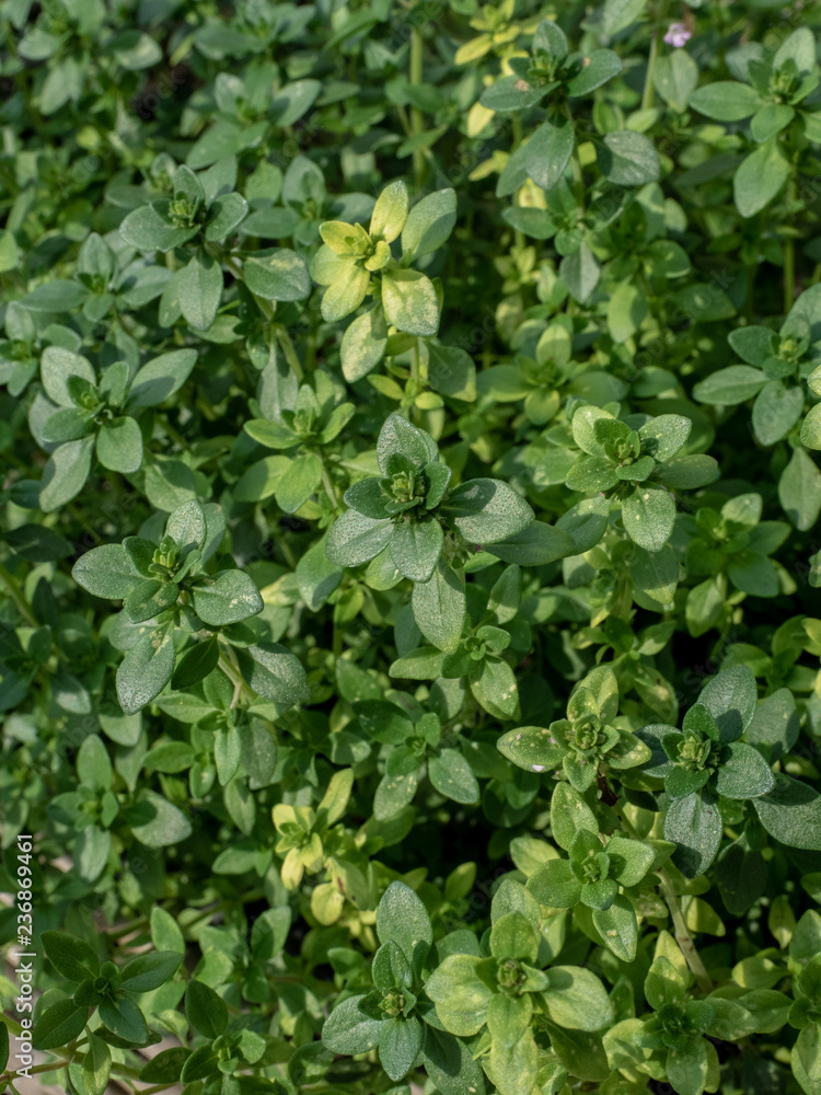 Fresh green thyme leaves in the garden. Overhead shot. Fresh green thyme leaves in the garden. Overhead shot.