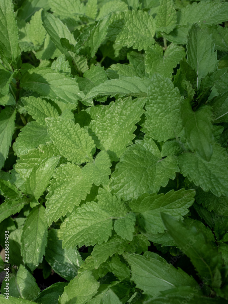 Fresh green mint leaves in the garden. Overhead shot. Fresh green mint leaves in the garden. Overhead shot.