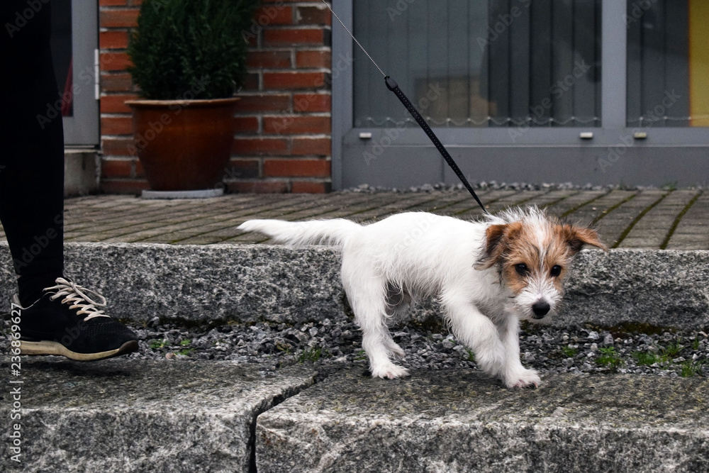 White puppy with a leash. Dog in an urban environment.