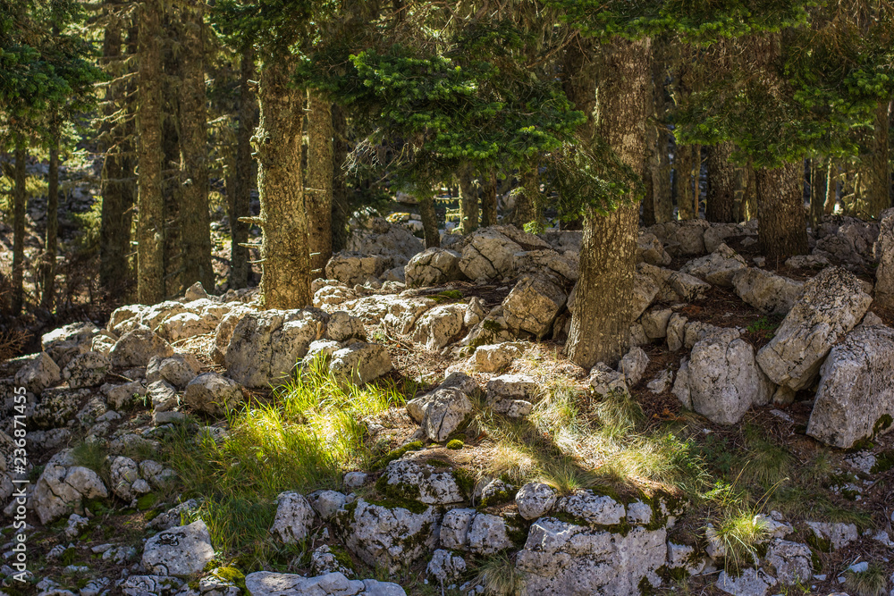 beautiful mountain forest nature scenery landscape in spring vivid sunny morning weather time beautiful mountain forest nature scenery landscape in spring vivid sunny morning weather time