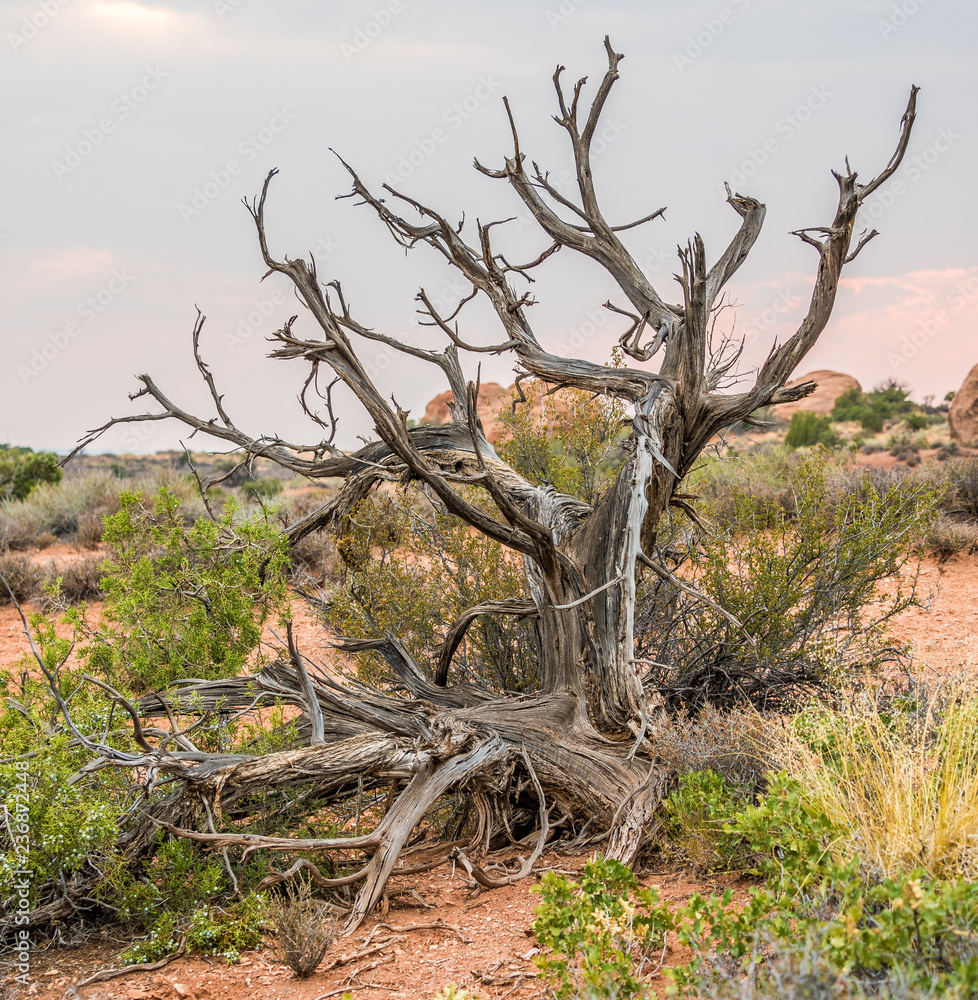 Dead tree in the desert
