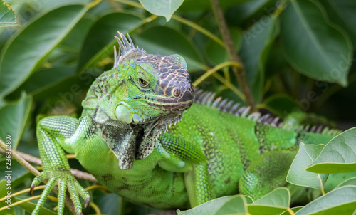 Green Iguana  (Iguana iguana) takes refuge on a tree branch, shelters from the heat of the sun.