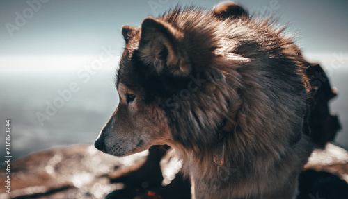 Wolf on mountain top