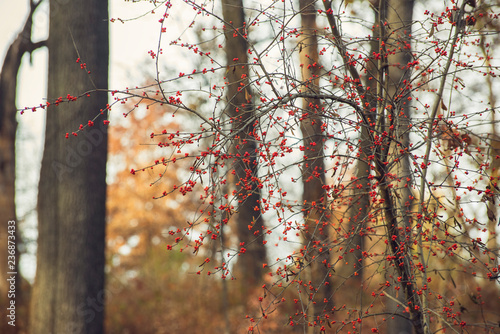 red berries on a tree in a forest in the winter © Amy Buxton