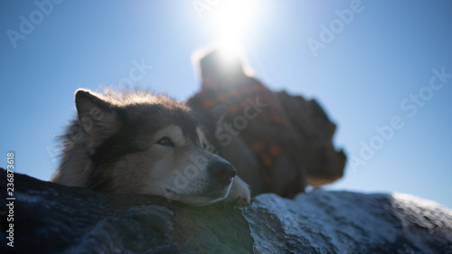 Dog/wolf and human in the wild 