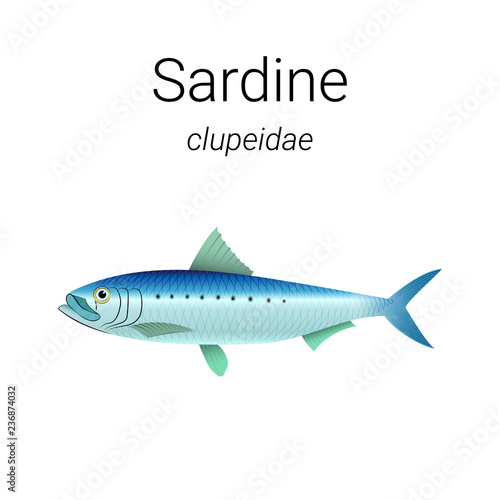 Australian Sardine - fish found mainly in temperate waters of the eastern Pacific Ocean illustration