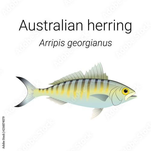 Australian herring also known as Tommy ruff - endemic Australian fish species found in the coastal waters of Southern Australia illustration