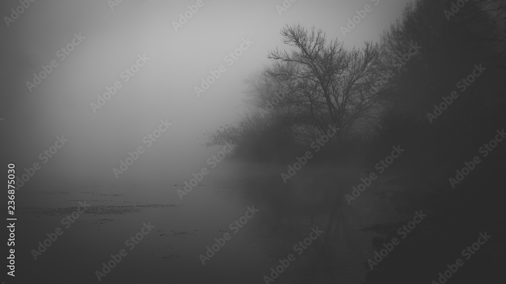 Tree on pond on foggy morning