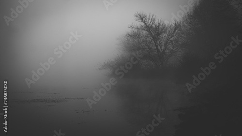 Tree on pond on foggy morning