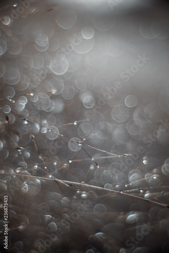 Morning dew drops