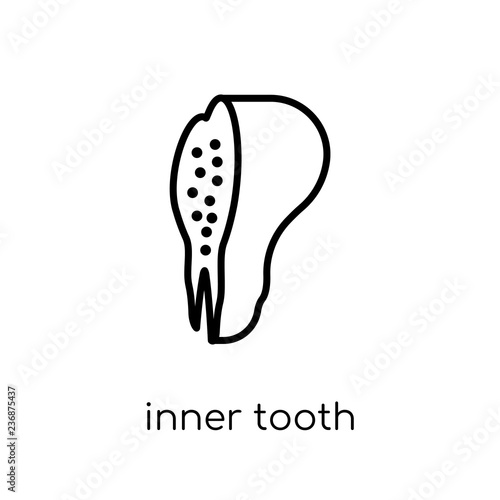 Inner Tooth icon. Trendy modern flat linear vector Inner Tooth icon on white background from thin line Dentist collection