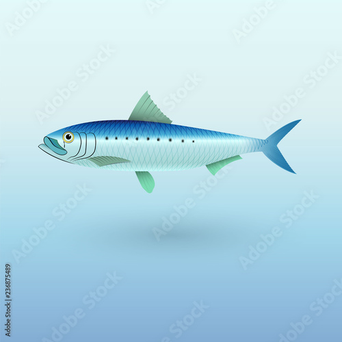 Sardine Pilchard fish illustration