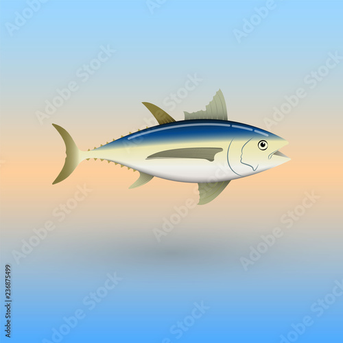Albacore tuna fish illustration