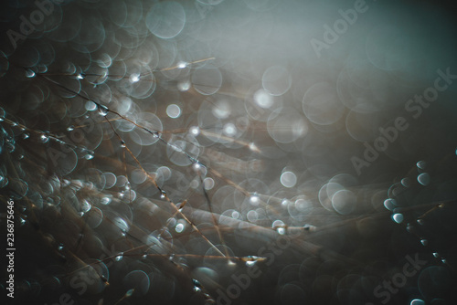 Morning dew drops on grass