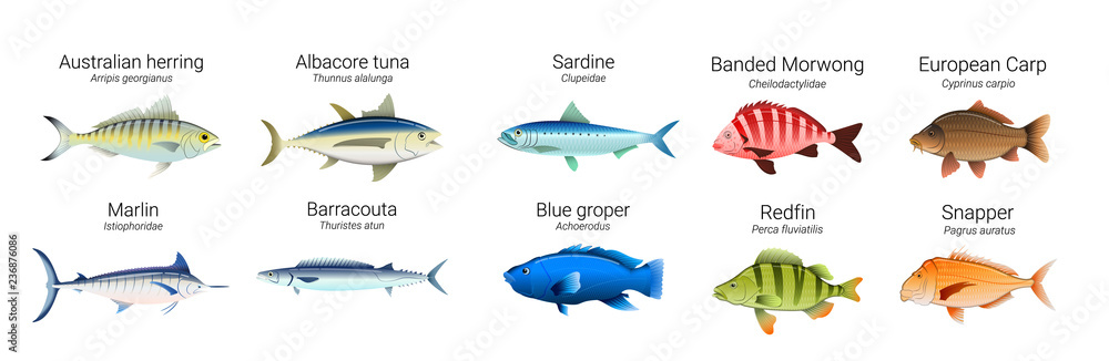 Set of Australian fish varieties illustration Set of Australian fish varieties illustration