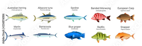 Set of Australian fish varieties illustration