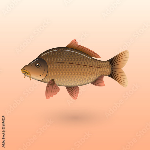European Carp on colored background illustration
