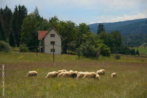 Grazing sheep, Rudno Village