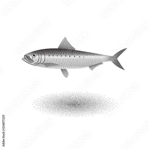 Sardine Pilchard with stipple effect in black and white