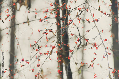 red berries on a tree in a forest in the winter photo