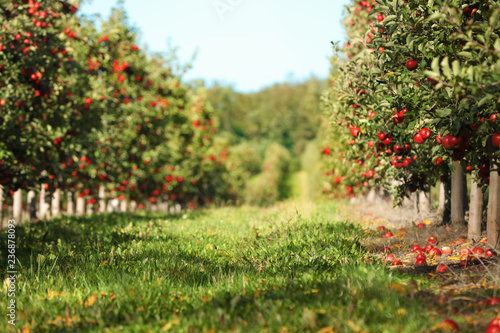 Beautiful view of apple orchard on sunny autumn day Fototapet