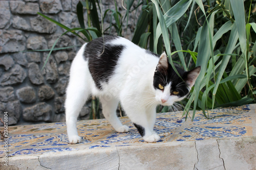 black and white cat sitting on fence