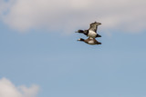 Tufted ducks flying over Barnes London