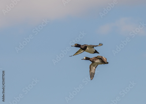 Tufted ducks in flight