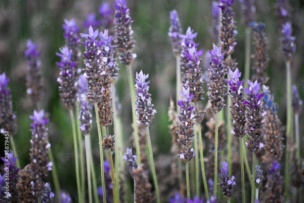 Naklejka premium Cultivo de flores de lavanda