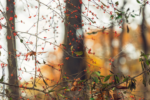 red berries on a tree in a forest in the winter photo