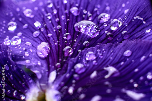 pansy flower with drops closeup
